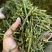 螃蟹脚，寄生，茶树螃蟹脚，颜色绿螃蟹脚，去根螃蟹脚