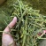 螃蟹脚，寄生，茶树螃蟹脚，颜色绿螃蟹脚，去根螃蟹脚