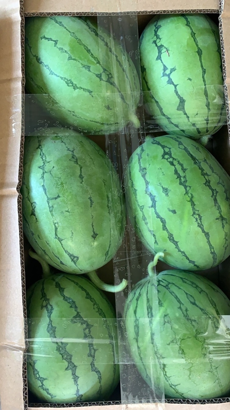 早春红玉，头茬上市，味美瓜甜，欢迎咨询下单