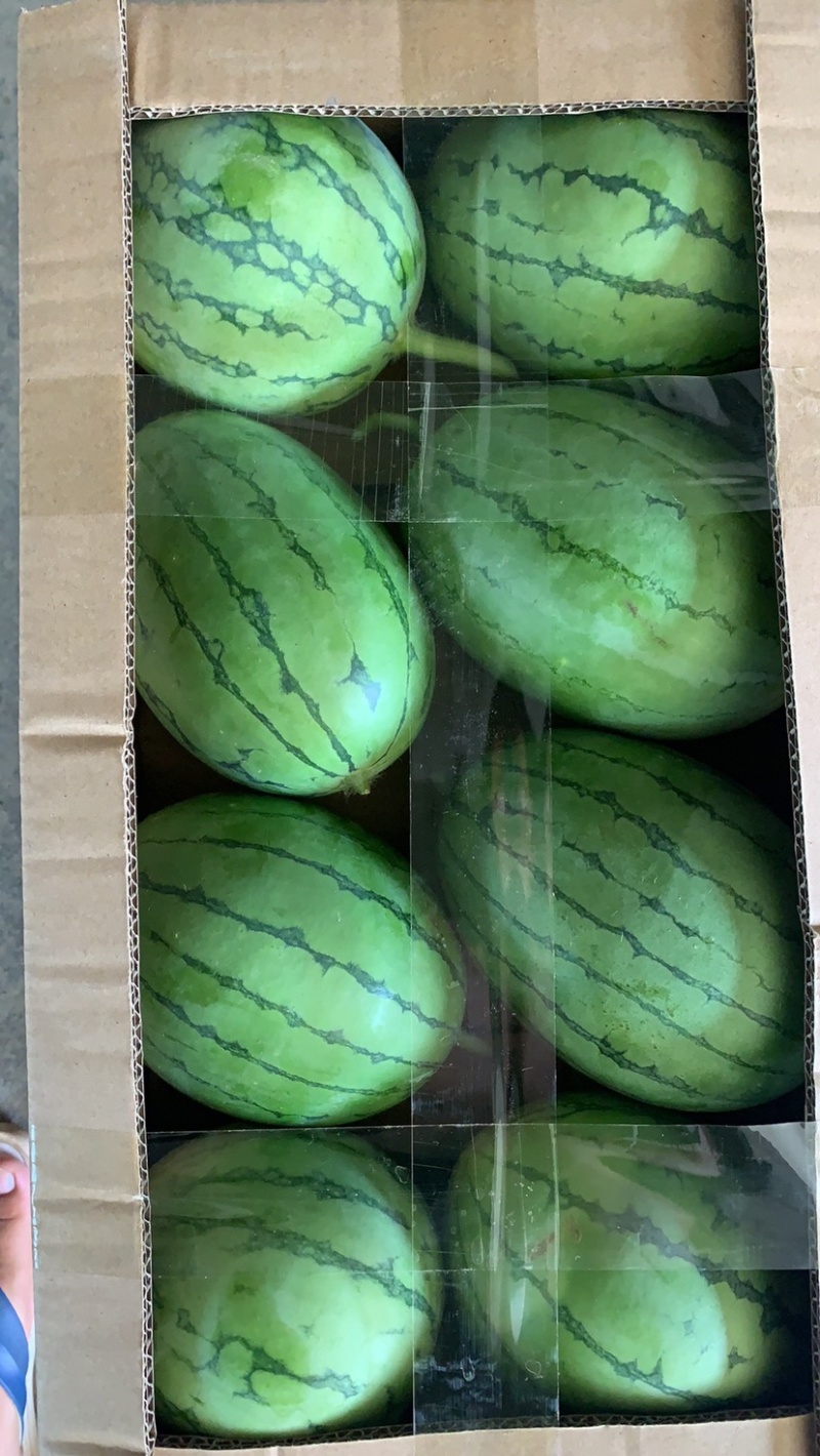 早春红玉，头茬上市，味美瓜甜，欢迎咨询下单