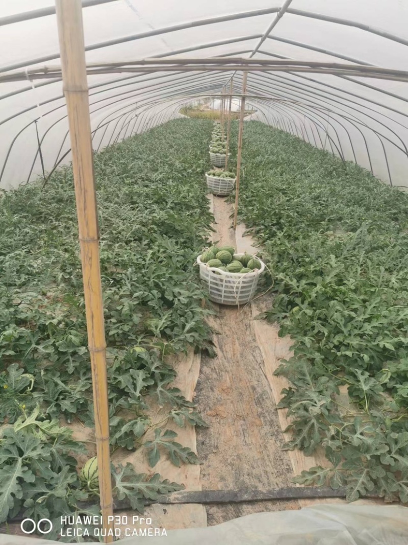 早春红玉，头茬上市，味美瓜甜，欢迎咨询下单