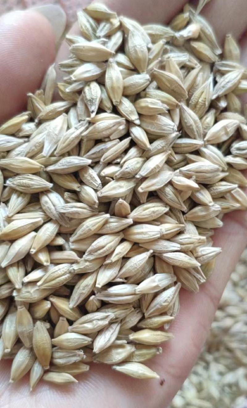 大麦优质大麦大量上市，物美价廉，产地直发。