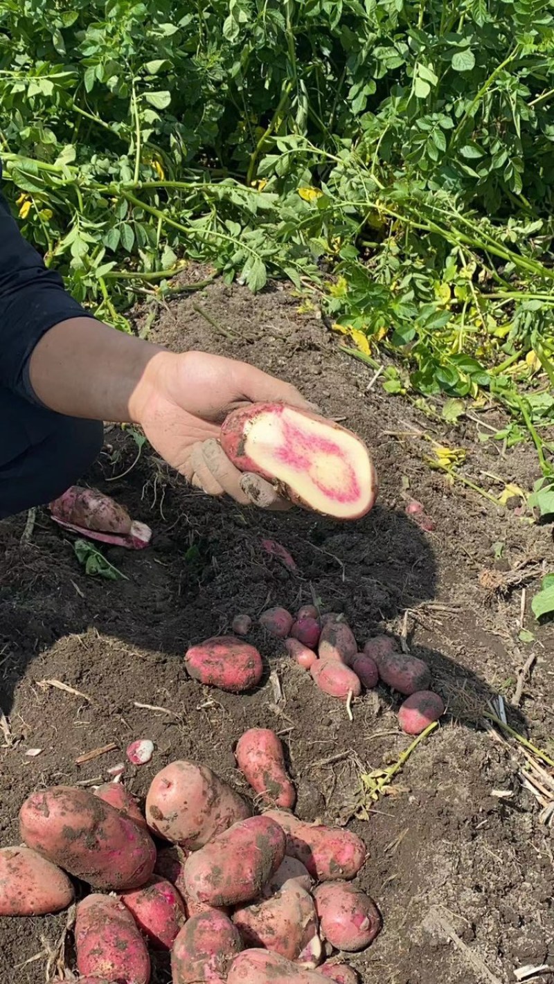 云南大理七彩土豆大牛角花心土豆现挖一件代发批发1.5