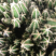 多肉植物万重山，基地直发，量大从优，欢迎进店选购