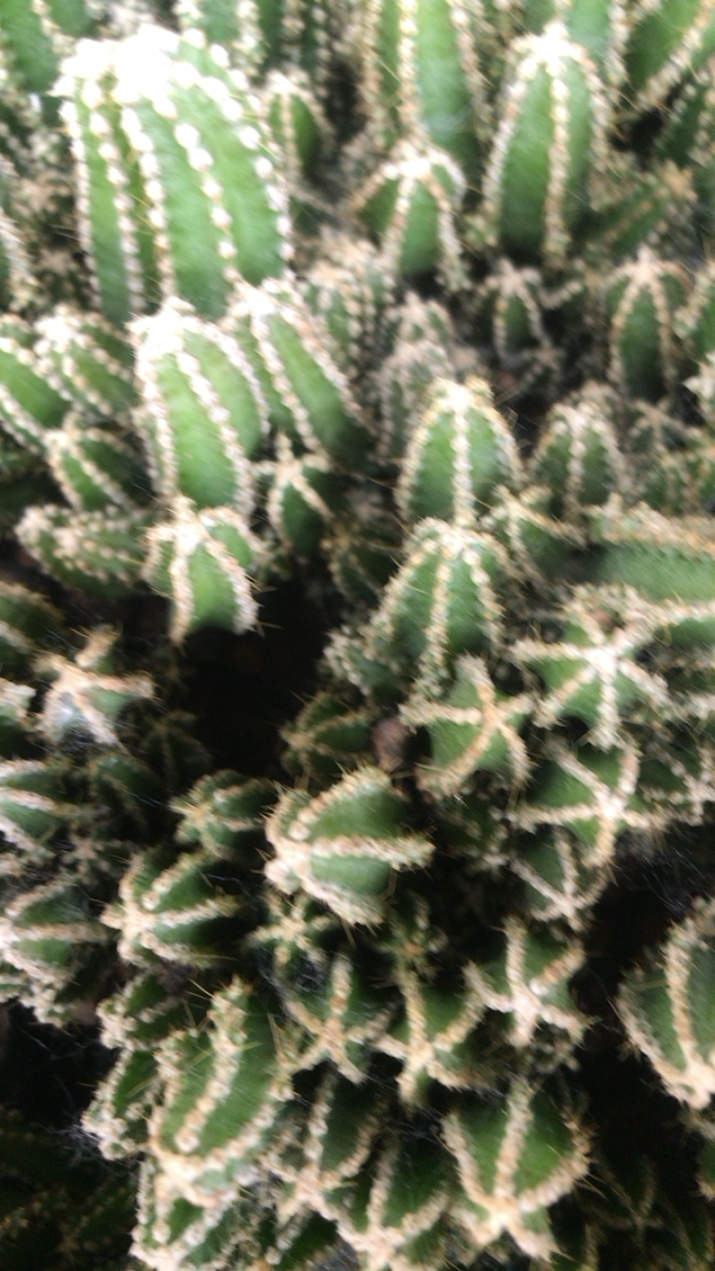 多肉植物万重山，基地直发，量大从优，欢迎进店选购