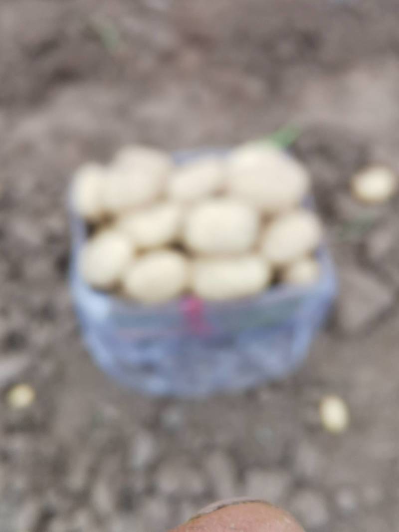 大棚士豆。产地直销，一手货源，欢迎新老顾客回购。