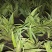 毛慈菇种苗也叫山芋头，长白山脉生长的，成活率好。