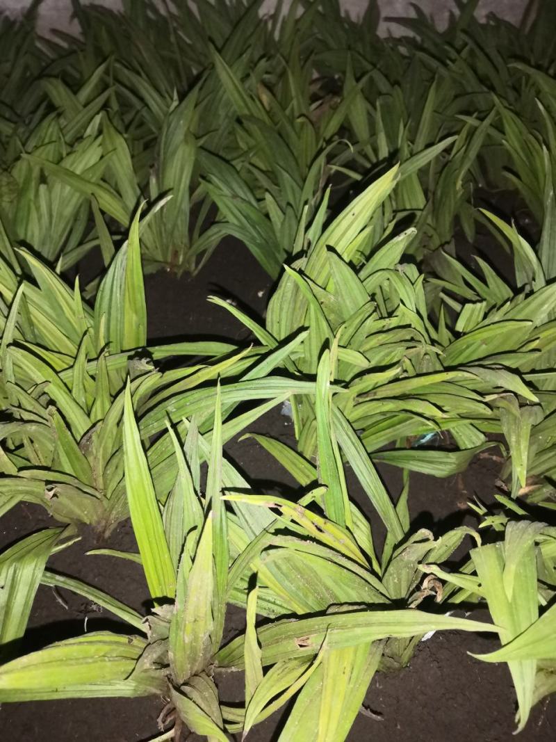 毛慈菇种苗也叫山芋头，长白山脉生长的，成活率好。