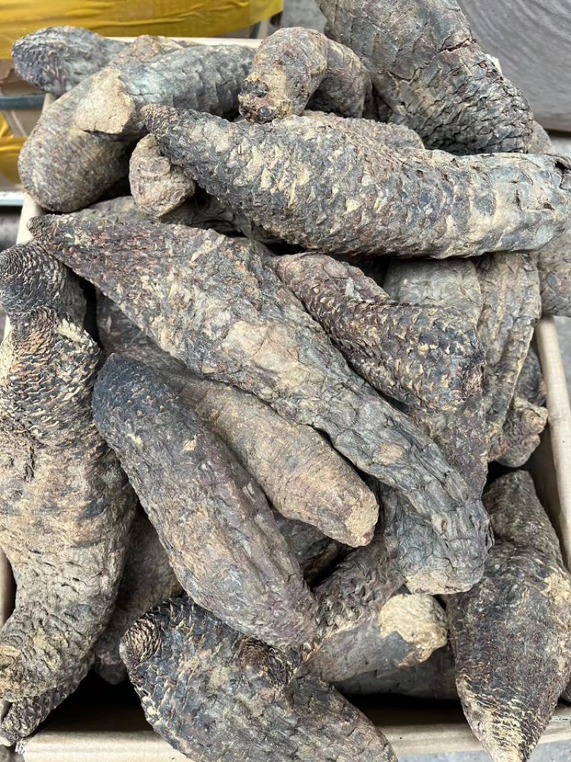 肉苁蓉，家种肉苁蓉，野生肉苁蓉。货源充足，大条肉苁蓉