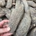 肉苁蓉，家种肉苁蓉，野生肉苁蓉。货源充足，大条肉苁蓉