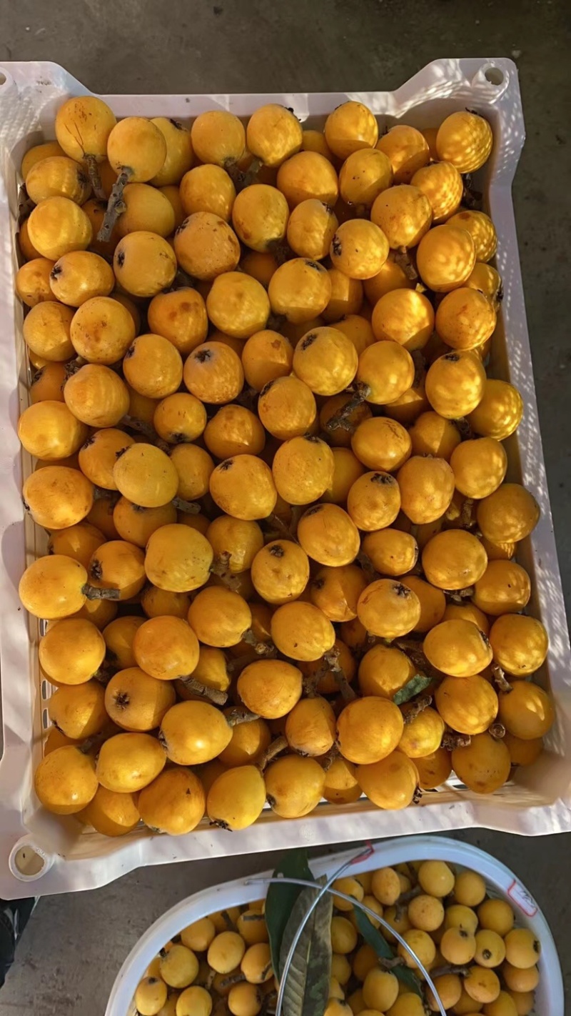 塘栖枇杷，白玉枇杷，白沙枇杷，红中枇杷，都是自己家