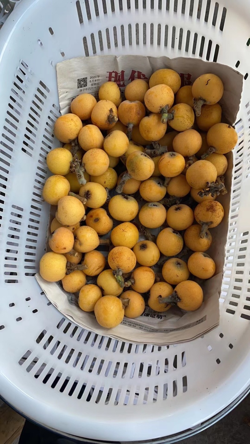 塘栖枇杷，白玉枇杷，白沙枇杷，红中枇杷，都是自己家