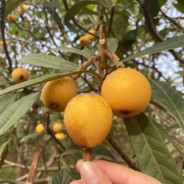 塘栖枇杷，白玉枇杷，白沙枇杷，红中枇杷，都是自己家