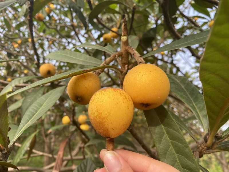 塘栖枇杷，白玉枇杷，白沙枇杷，红中枇杷，都是自己家