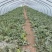 美都8424大量上市欢迎采购