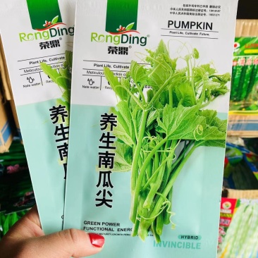 专吃南瓜茎嫩叶南瓜藤尖种子吃南瓜苗种子藤瓜果种子高产蔬菜