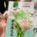 专吃南瓜茎嫩叶南瓜藤尖种子吃南瓜苗种子藤瓜果种子高产蔬菜