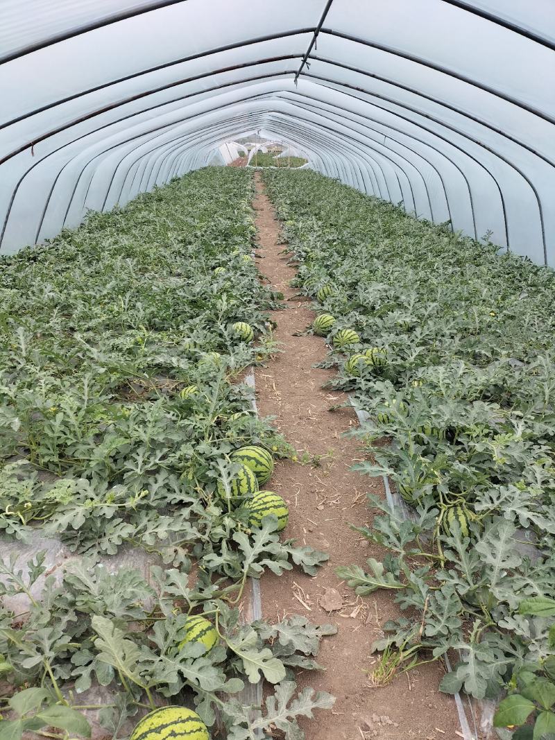 美都8424大量上市欢迎采购