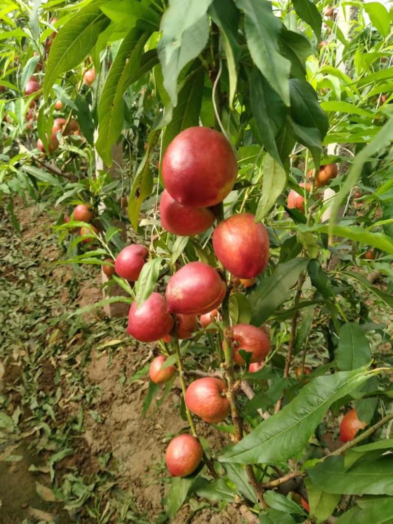 大棚油桃大量上市