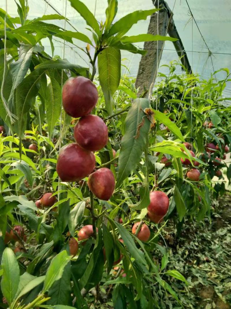 大棚油桃大量上市