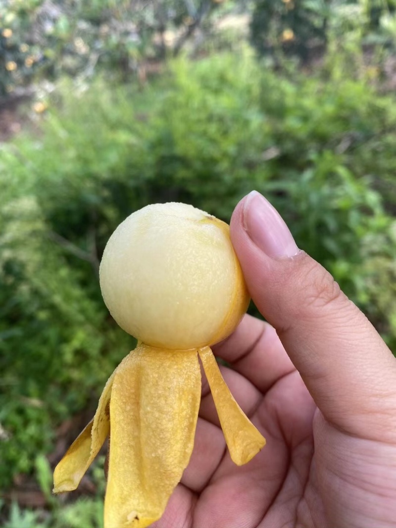 塘栖枇杷，自己家种的枇杷，大批量供应，有需要的联系