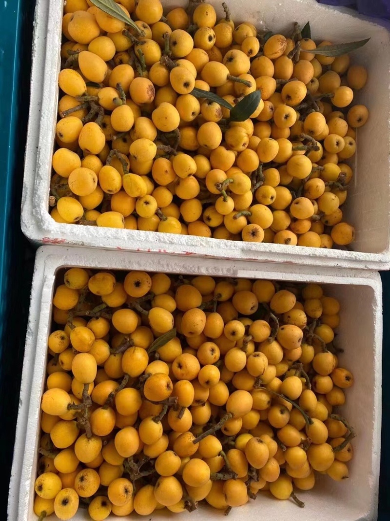 塘栖枇杷，自己家种的枇杷，大批量供应，有需要的联系