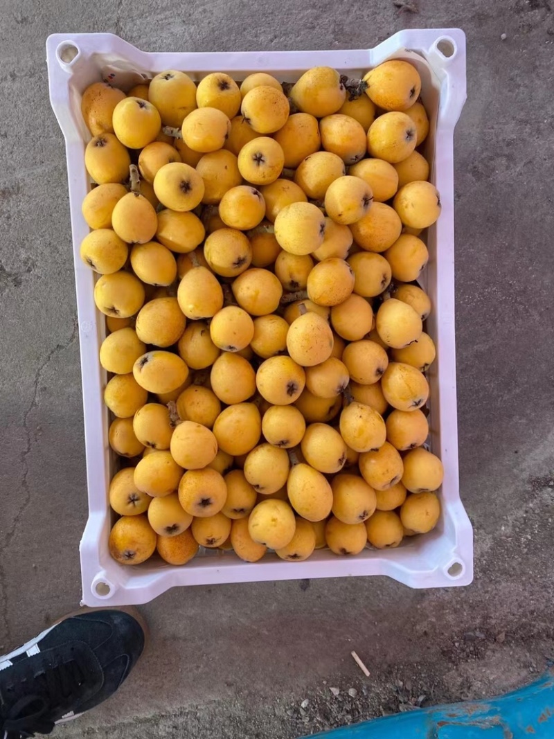 塘栖枇杷，自己家种的枇杷，大批量供应，有需要的联系