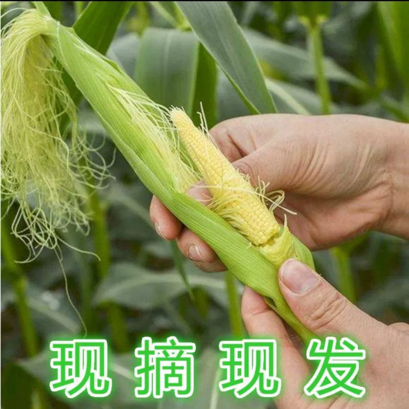 新鲜甜玉米笋大量上市，适合电商货，市场货，超市货