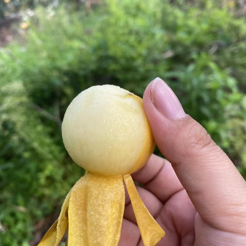 塘栖枇杷，自己家种的，大批量供应，需要的下单