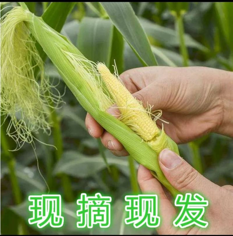 新鲜甜玉米笋大量上市，适合电商货，市场货，超市货