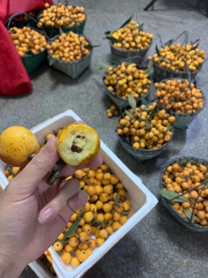 塘栖枇杷，自己家种的，大批量供应，需要的下单