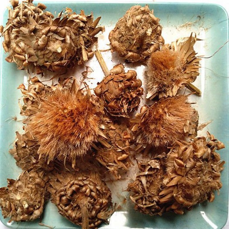 漏芦花，一手货源，产地直供，道地药材，新货药味足，无硫磺