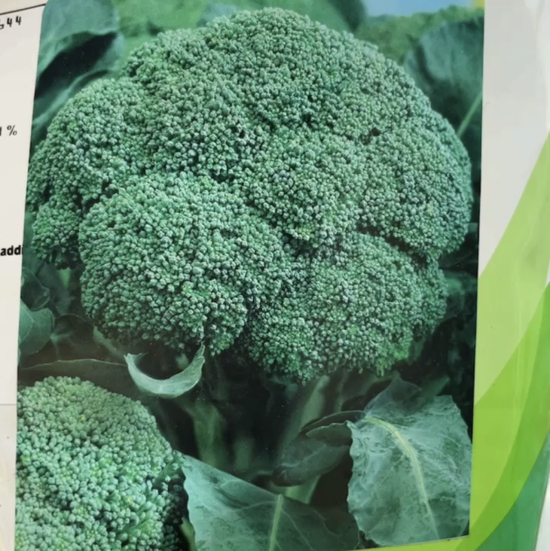精品青花苗现苗苗清秀整齐根系发达成活率高