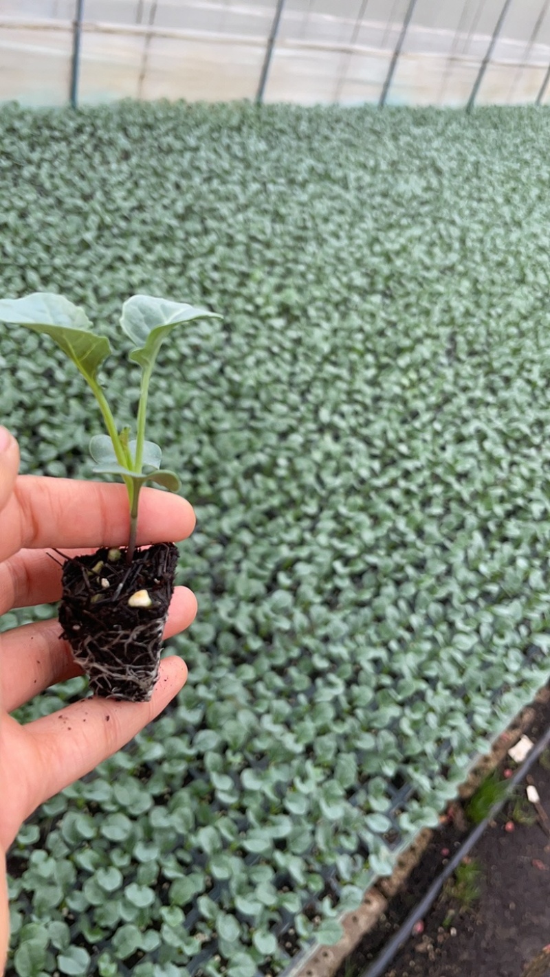 精品青花苗现苗苗清秀整齐根系发达成活率高