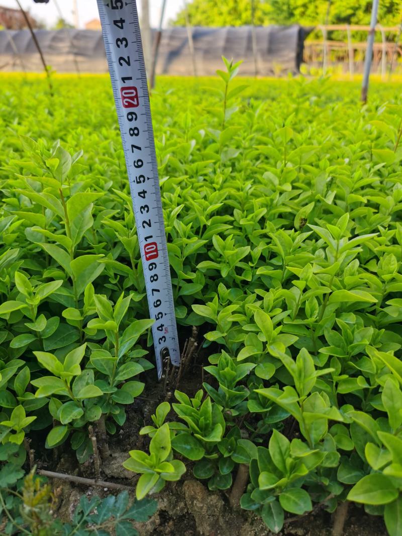 金叶女贞小苗高度40左右地栽2年苗农户自产自销
