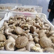 【厂家直销】鲜香菇品质保证品种齐全河北香菇厂