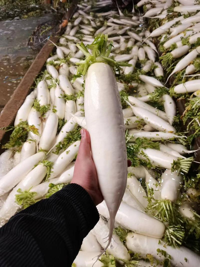 湖北沙洋县萝卟基地大量上市白萝卜，规格整齐划一匀称
