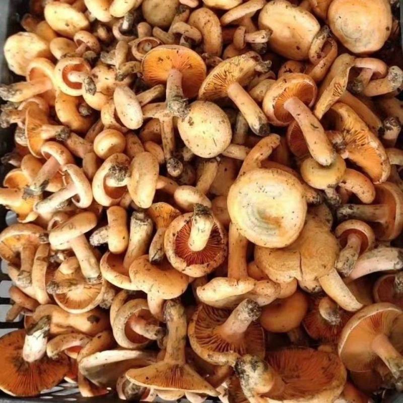 松树菌干品