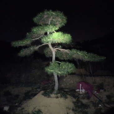 常年供应各种规格造型油松黑松赤松
