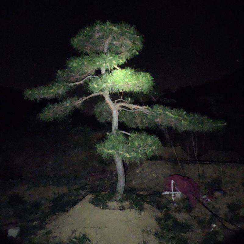 常年供应各种规格造型油松黑松赤松