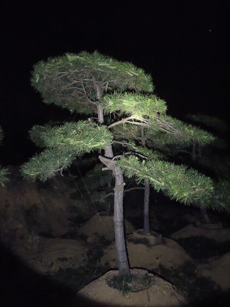 常年供应各种规格造型油松黑松赤松