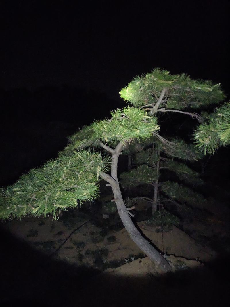 常年供应各种规格造型油松黑松赤松