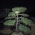 常年供应各种规格造型油松黑松赤松