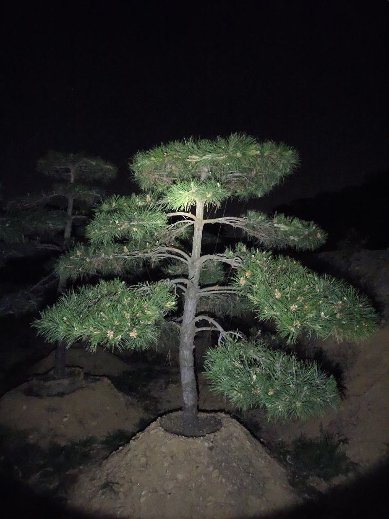 常年供应各种规格造型油松黑松赤松
