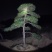 常年供应各种规格造型油松黑松赤松