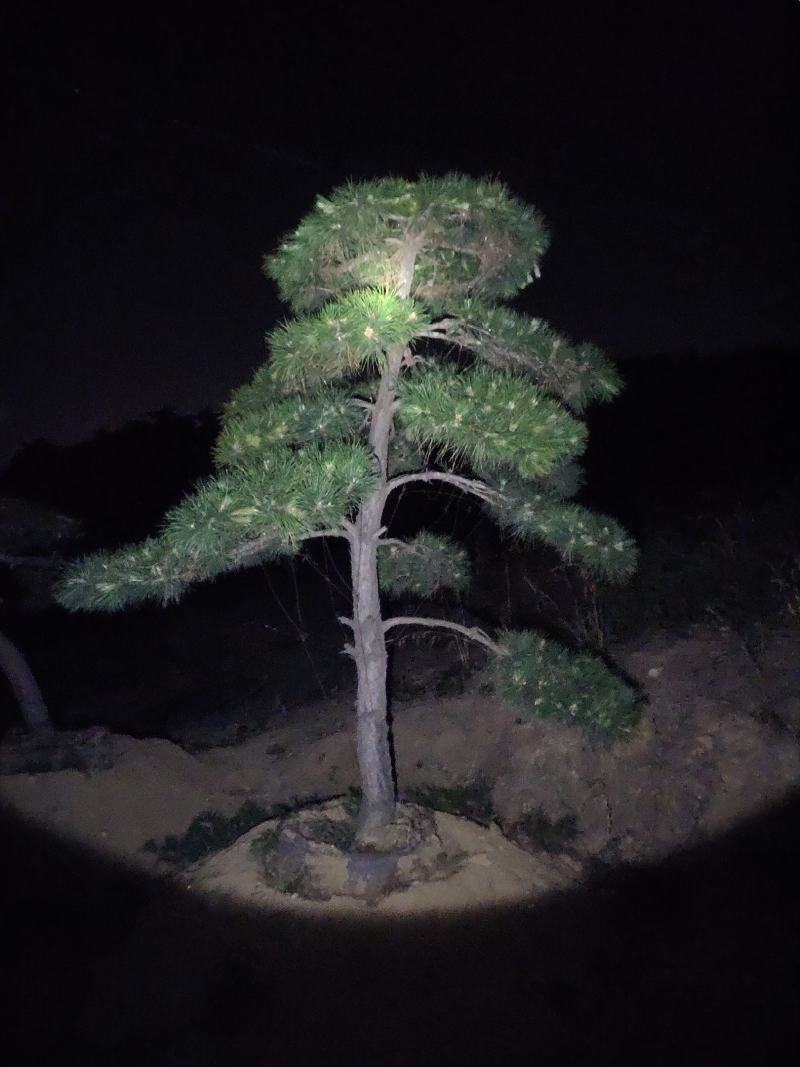常年供应各种规格造型油松黑松赤松