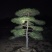 常年供应各种规格造型油松黑松赤松