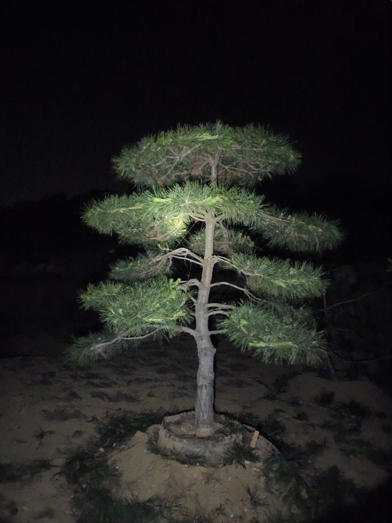 常年供应各种规格造型油松黑松赤松
