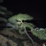 常年供应各种规格造型油松黑松赤松