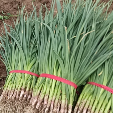 【牛商推荐】一点红蒜苗水洗蒜苗大量上市欢迎采购
